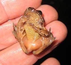Coastal Tailed Frog