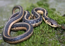 Common Garter Snake