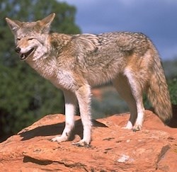 Coyote