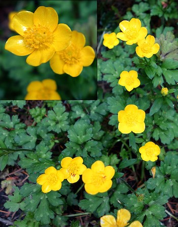 A patch of green leaves with bright yellow flowers. An inset in the upper left shows a detail of the wildflower.