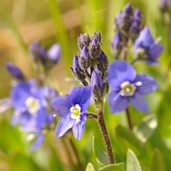 Cusick's Speedwell