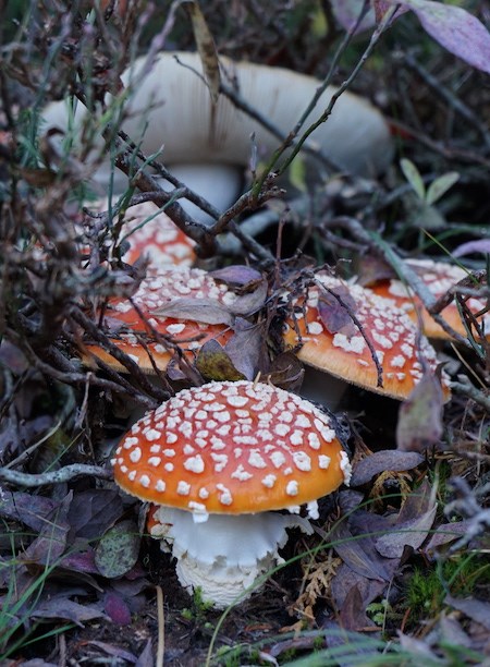 A patch of red mushrooms with white spots growing out of branches and dead leaves.