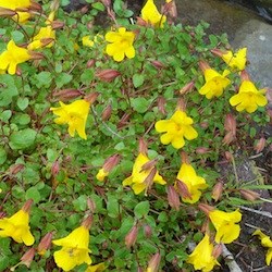 Mountain Monkeyflower