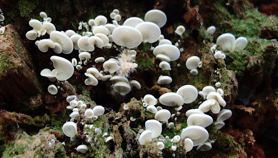 Mushrooms Mycelium Champignon Mushrooms Growing Stock-foto