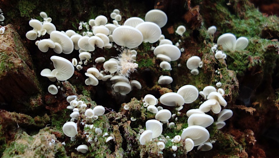 A patch of small white mushrooms growing on a rotting log.