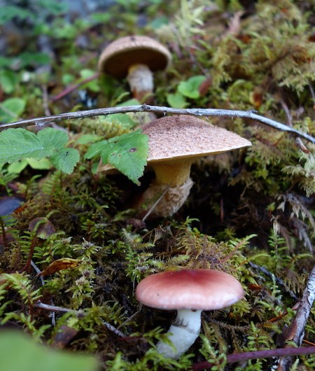 Three mushrooms growing out of moss, two brown capped, one with a shinier red cap.