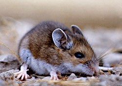 A small mouse with a brown back and white belly.