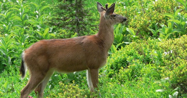 Black-tailed Deer