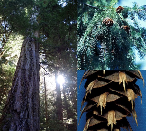 (left) A large tree trunk stretches up into the canopy; (upper right) a branch covered in needles and cones; (right bottom) a close up of a cone with forked bracts.