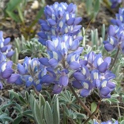 Dwarf Lupine