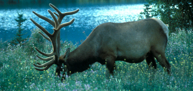 Hoofed Mammals Mount Rainier National Park (U.S