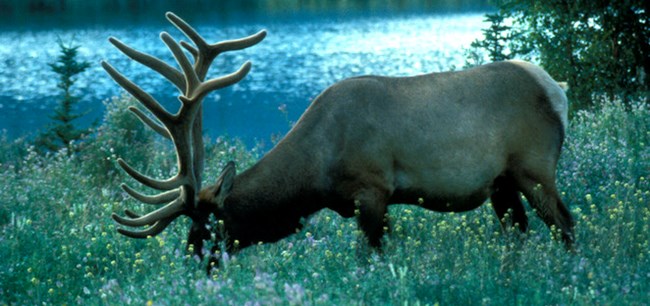 Elk