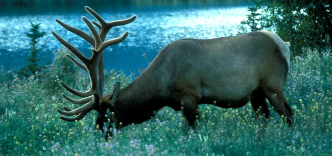 Elk