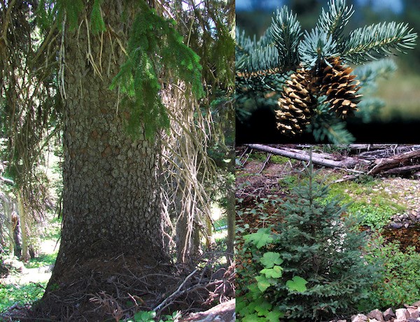 (Left) Base of a tree with scale bark and drooping branches; (top left) Close up of a branch with needles and two cones; (bottom right) A small conifer tree with blue-green needles.