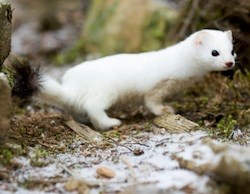 Short-tailed Weasel