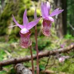 Fairy Slipper