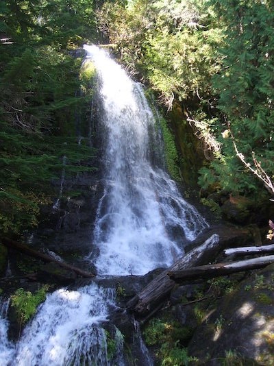 A waterfall flows over mossy rocks and logs in two cascades and surrounded by vegetation.