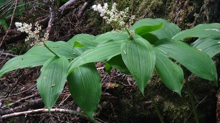 False Solomon's Seal