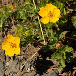 Fan-leaf Cinquefoil