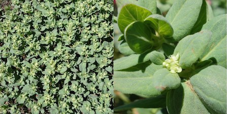 A colony of fleeceflower plants (left); a close up of a fleeceflower flower (right).