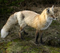 Red Fox