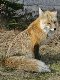 Cascade Red Fox