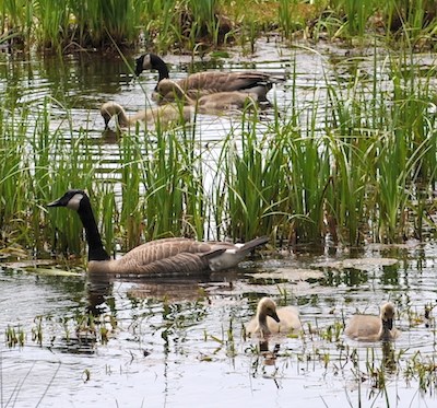 Two adult geese and several fluffy goslings in a marshy pond.