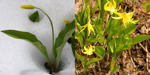 Glacier Lily pushing through snow (left); a clump of blooming Glacier Lilies (right)