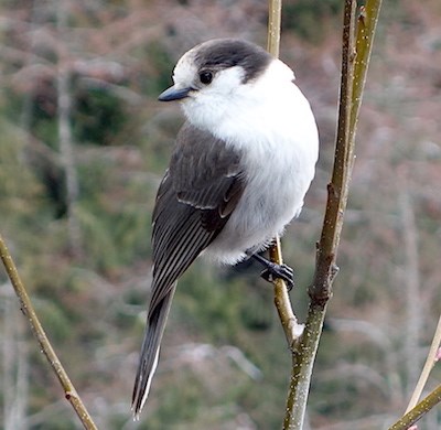 fluffy bird with dark wings and head and a white belly perches on a branch.