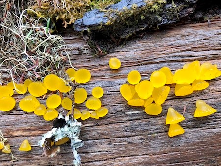 A string of bright yellow gumdrop-like mushrooms along a log.
