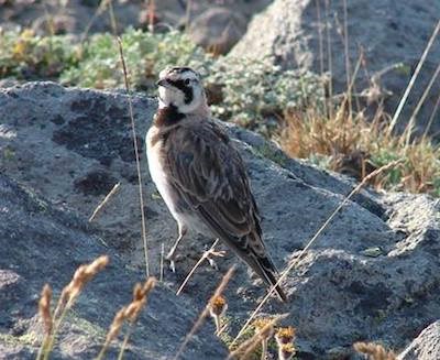 A bird stands on a rock in a shrubby meadow.