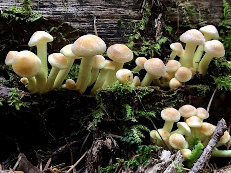 A string of small yellowish mushrooms growing along a log.