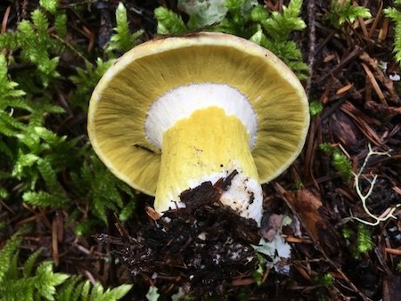 The stem and underside of a mushroom covered in yellow mold-like coating.