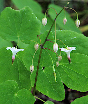 La plante d'intérieur produit de longs brins de petites fleurs et de baies