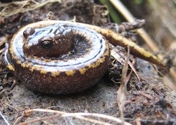 Larch Mountain Salamander