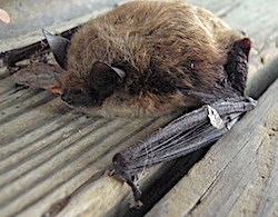 A bat with brown fur clings to a wood board.