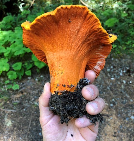 A hand holds a large bright orange mushroom with a wavy, flared top.