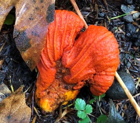A bright red lobed mushroom growing out of muddy ground.