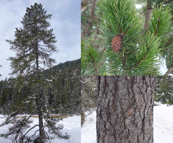 (Left) A pine tree with scraggly branches; (top right) A branch with green needles and a small cone; (right bottom) Close up of scaly grey bark..