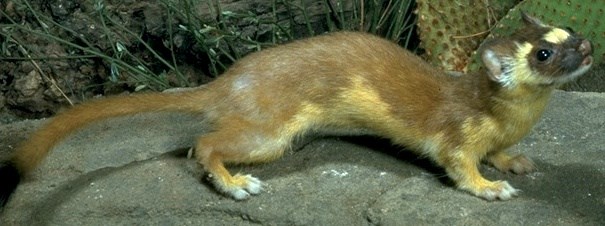 Long-tailed Weasel