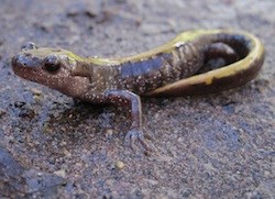 Long-toed Salamander