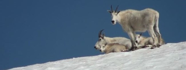 Mountain Goats