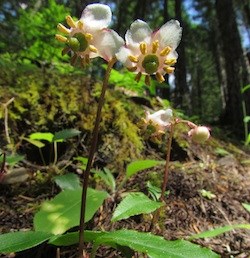 Little Pipsissewa