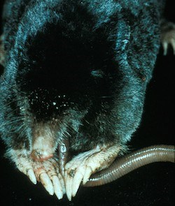 A mole eating an earthworm.