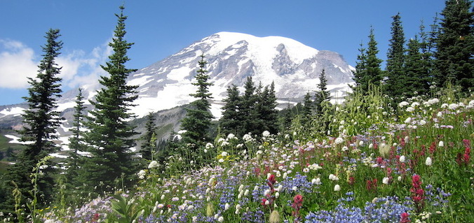 Bildergebnis für Mount Rainier with flowers in September