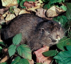 Mountain Beaver