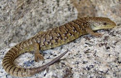 Northern Alligator Lizard