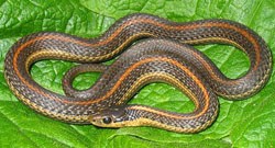 Northwestern Garter Snake