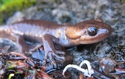 Northwestern Salamander