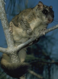 Northern Flying Squirrel